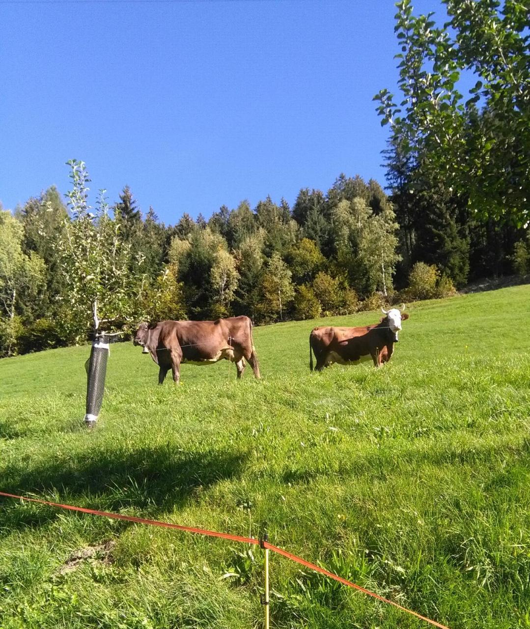 Stockhof Leilighet Zell am Ziller Eksteriør bilde
